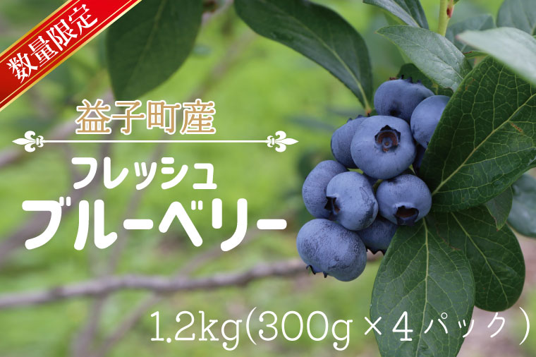 ＼数量限定／ 益子町産 フレッシュブルーベリー 1.2kg (300g×4パック) | ブルーベリー  順次発送 フルーツ 新鮮 旬 期間限定  ハイブッシュ系 大粒 ジューシー スムージー (AA019-1)