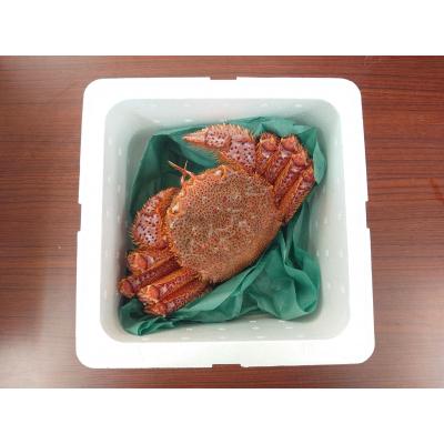 ふるさと納税 陸前高田市 生きたまま発送 毛ガニ 約600g×1匹 陸前高田市産 かに カニ 蟹 活毛ガニ 新鮮 濃厚 天然 |  | 01