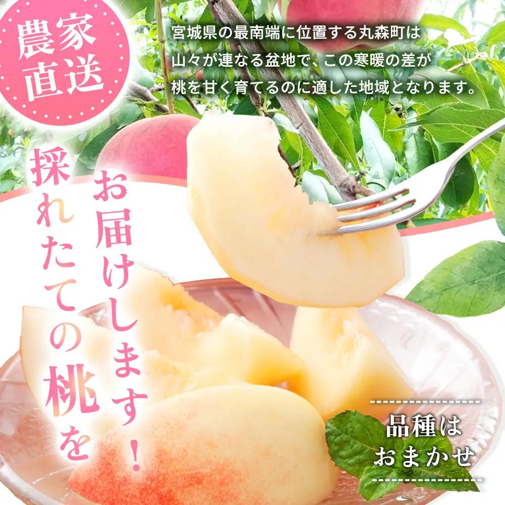 【先行予約】《7月中旬～9月中旬出荷》 宮城県丸森町産 桃 5～8玉（約2kg）【4800403】