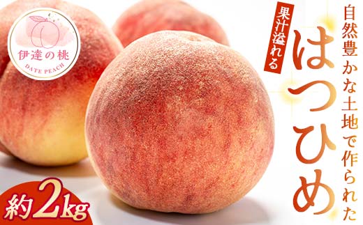 
                  【2026年出荷分先行予約】福島県産 はつひめ 約2kg 玉数はおまかせ はこざきフルーツ 伊達の桃 桃 フルーツ 果物 もも モモ momo F21C-425
                