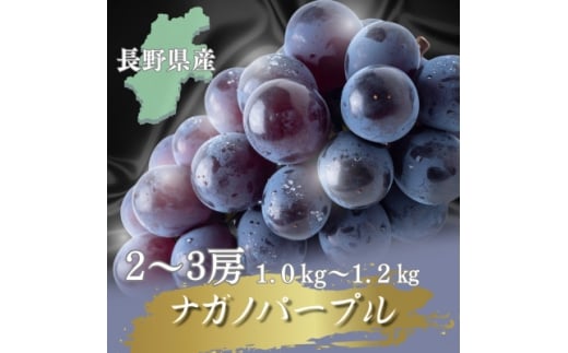 ＜2026年先行予約開始!＞長野県中野市産ナガノパープル 計1.0～1.2kg(2～3房)【1682457】