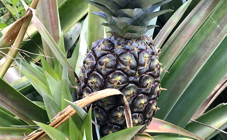 【2024年発送】久米島印商店 スナックパイン2kg