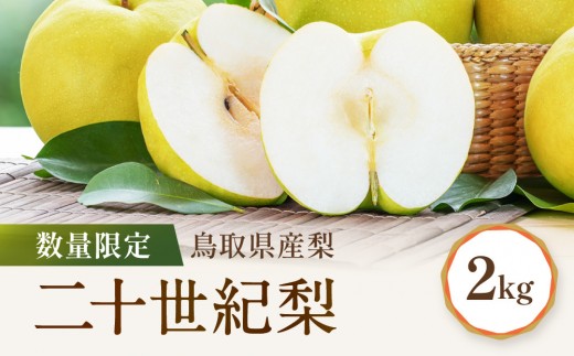 【先行予約】数量限定 鳥取県産梨 二十世紀梨 約2kg 二十世紀梨2kg 梨2kg 国産梨 鳥取県産梨 梨鳥取 二十世紀梨 先行予約 梨先行予約 新鮮 旬 フルーツ 果物 くだもの 人気 おすすめ 鳥取県 鳥取 琴浦町