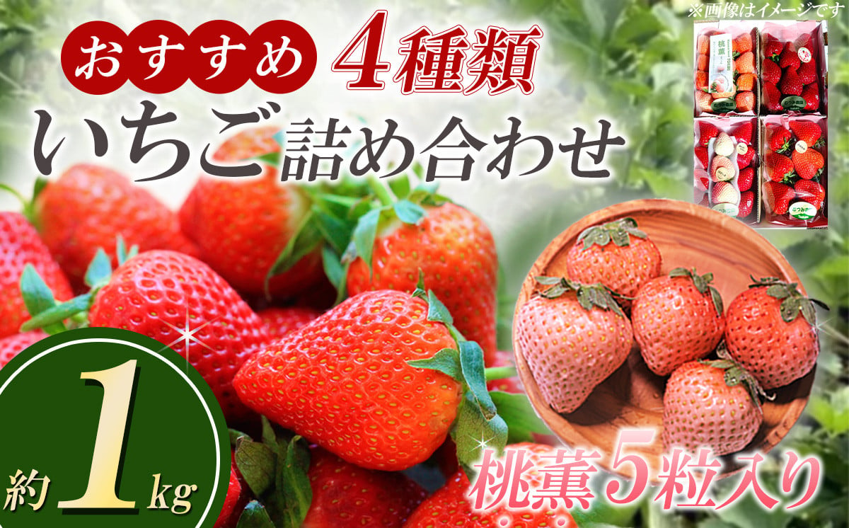 
【先行予約】桃薫5 粒入り　おすすめ４種いちごの詰め合わせ1kg【 茨城県 つくば市 先行予約 イチゴ 苺 いちご 茨城県 つくば市 大粒 人気 1キロ 果物 フルーツ デザート ギフト 詰め合わせ 贈り物 新鮮 高級 希少 甘い 食べ比べ 】
