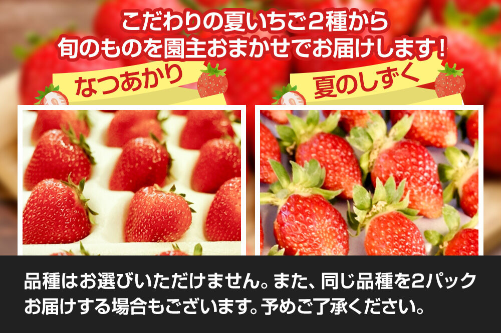 《近畿以北限定》 夏イチゴ専門農園の園主おすすめ！ 仙北市産 夏イチゴ 約600g（約300g×2パック） [苺 イチゴ いちご ブランド 品種 銘柄 なつあかり 夏のしずく 希少品種 ケーキ ジャム スムージー スイーツ フルーツ 果物 秋田県 今が旬]