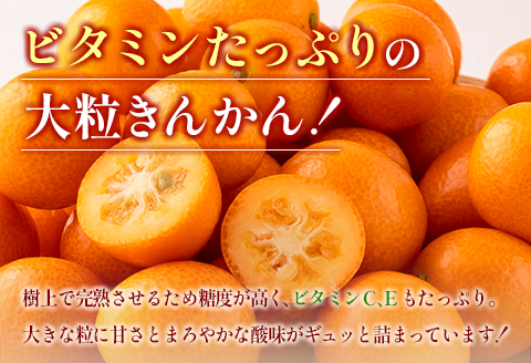  先行予約 数量限定 完熟きんかん たまたま 計3kg以上 (3kg×1箱) フルーツ 果物 くだもの 柑橘 金柑 国産 食品 期間限定 大粒 宮崎ブランド 希少 おすすめ デザート おやつ ギフト 