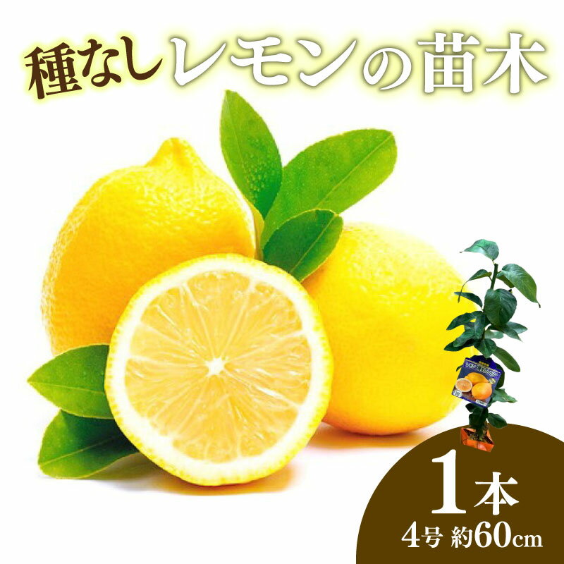 【ふるさと納税】 レモン シードレス あや 苗木 種なし 家庭菜園 栽培 果物 ガーデニング 庭 贈答 プレゼント ギフト オンライン決済限定 果樹 柑橘類 植物 苗 育て方 収穫 国産 レモンの木 レモン苗木 柑橘苗 藤枝市 静岡県