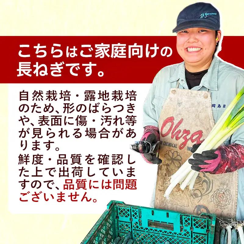 五霞町産 長ねぎ 2kg前後 ／ ご家庭用 キズ有り 曲がりあり サイズ ばらつき有 ネギ ねぎ 長ネギ 長葱 産地直送 茨城県 五霞町
