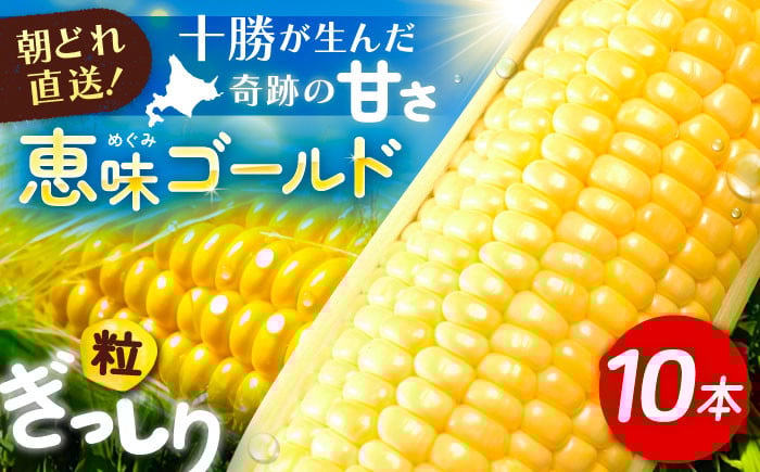 
            北海道 朝もぎ とうもろこし 10本（恵味ゴールド）《足寄町》【党崎農場】トウモロコシ 甘い  [BEAA003]
          