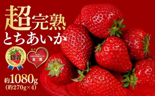 【先行受付：1月中旬以降発送】いちご 鈴木ファームの完熟＆朝採り とちあいか レギュラーサイズ 約270g × 4パック 合計1080g | いちご イチゴ 苺 とちあいか とちおとめ 完熟 甘い あまい 果物 フルーツ くだもの 旬 産地直送 栃木県産 鈴木ファーム 栃木県 茂木町