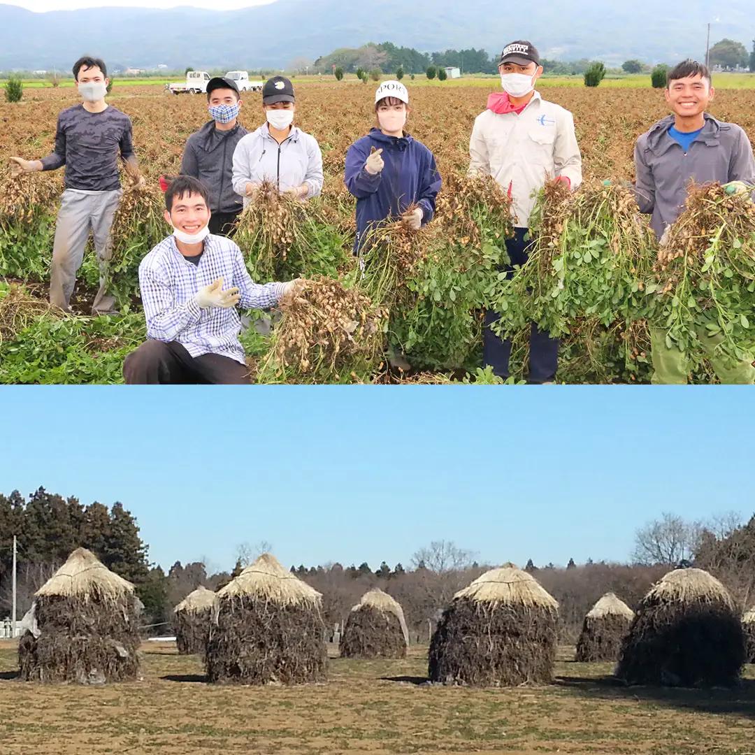 訳あり 落花生 はねだし 1kg ( 250g × 4袋 ) 国産 豆 ピーナッツ ナッツ おつまみ おやつ 茨城県産 不揃い 規格外 [BB008sa]