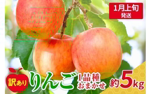 【2026年1月上旬発送】 【訳あり】 旬の美味しい りんご 約5kg 青森 産 【おまかせ1品種】