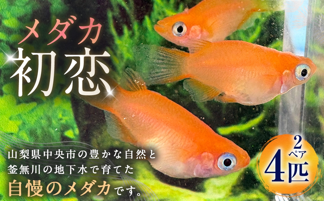 
                  メダカ 【 初恋 】 2ペア 4匹 めだか 観賞魚 魚 さかな インテリア 鑑賞 育成 飼育 淡水魚 川魚 生き物 生物 初心者 愛好家
                
