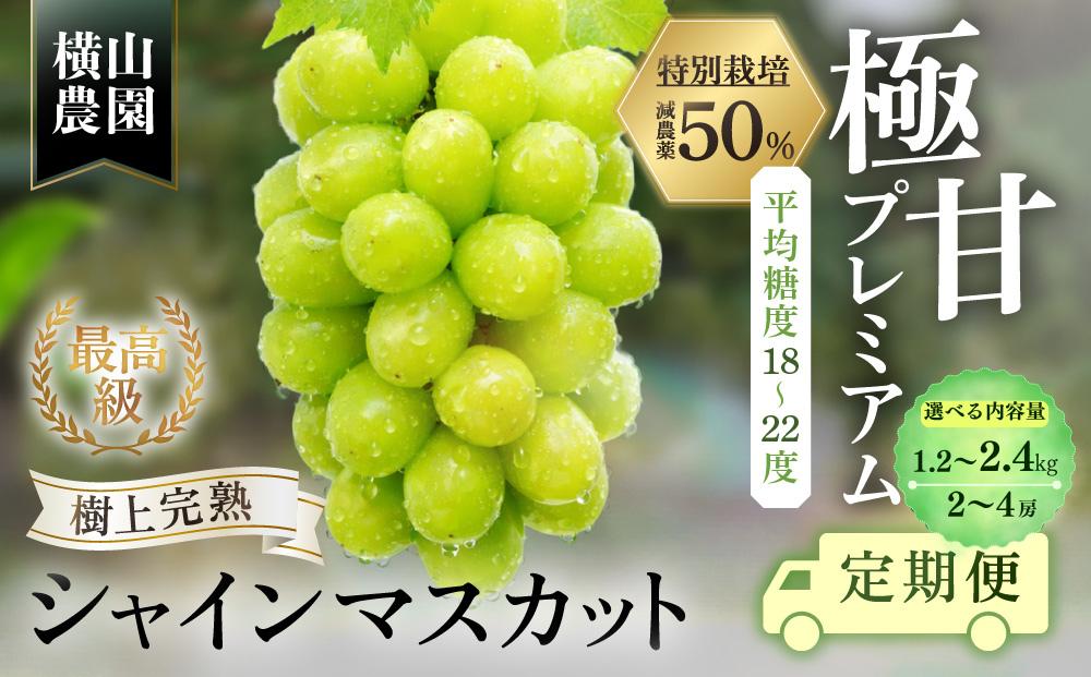 
                  【先行予約】定期便　樹上完熟シャインマスカット（特別栽培）選べる容量2～4房（1.2㎏～2.4kg）　3回  シャインマスカット 定期便 フルーツ 果物 ぶどう 先行予約 ギフト 完熟 糖度 特別栽培 産地直送 CF-P-15
                