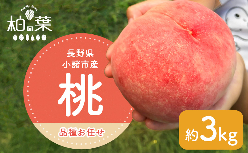 【2026年発送先行予約】　長野県小諸市産桃　約3kg（9～12玉） ギフト用　【Family farm 柏の葉】