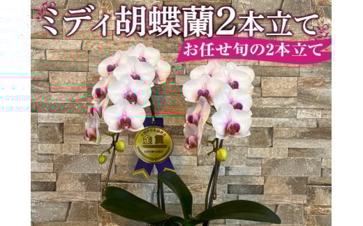 ミディ胡蝶蘭2本立てお任せ旬の2本立て※北海道・沖縄・離島への配送不可