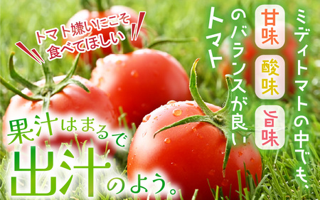 越のルビー 農家直送 フルーツトマト2kg 福井県産ブランドトマト【とまと トマト ミディトマト 野菜 生野菜 美容 健康 新鮮 産地直送 贈答 ギフト 国産】 [A-21801]