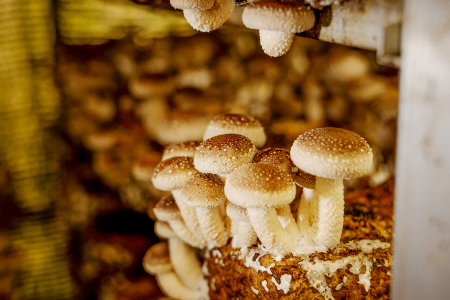 オーガニック菌床しいたけ200g×6袋【椎茸 オーガニック 菌床 野菜 きのこ キノコ】