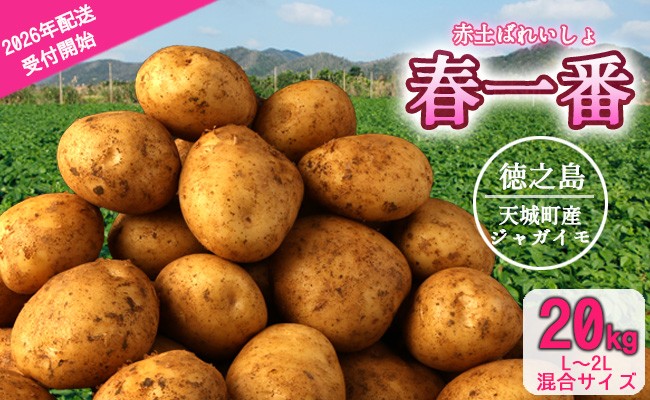 
            【先行受付】徳之島 天城町産 赤土ばれいしょ 新じゃが【春一番】20kg L~2L 混合サイズ ジャガイモ じゃがいも ばれいしょ バレイショ F-6-N
          
