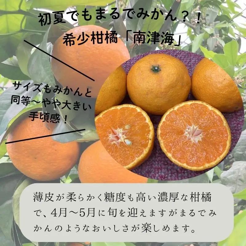 南津海（なつみ）（約5㎏）(B140-1)