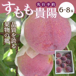 〈2026年度配送分〉すもも「貴陽」 6-8玉（約1.5kg）（2026年7月上旬～下旬にかけて順次配送予定）