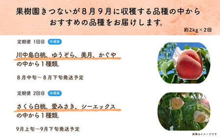 No.3235 果樹園きつない８月９月品種お任せ定期便（２回）