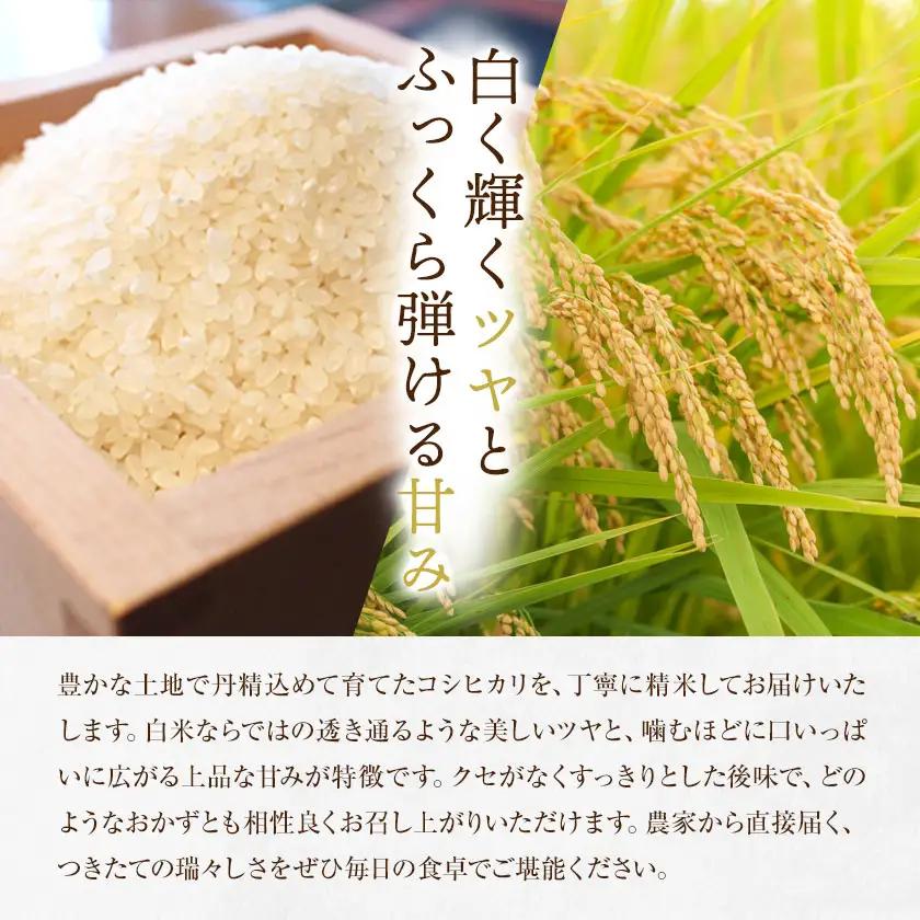 【3ヶ月定期便】R8年産米 米 白米 コシヒカリ 5kg 《お申込みの翌月から出荷》