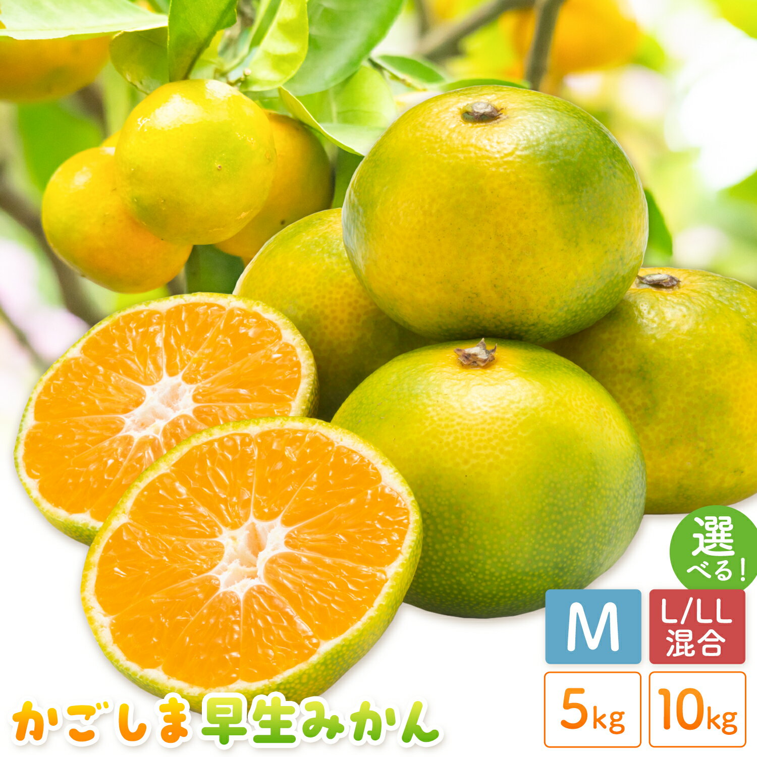 【ふるさと納税】かごしま早生みかん 選べる M L LL サイズ混合 5kg 10kg 田野農園《10月中旬-1月中旬頃出荷》鹿児島県 さつま町 早生 みかん 蜜柑 柑橘 果物 くだもの フルーツ ジューシー 送料無料