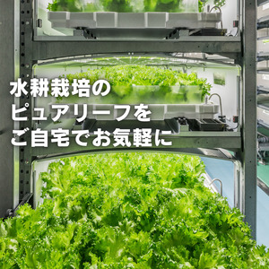 【3か月定期便】＼地下工場から生まれた／水耕栽培の長持ち新鮮レタス！2種詰め合わせ（計6個×3か月)