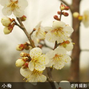 ＜すだ農園＞2年生 苗木◇ウメ(実梅) 小梅[地掘苗 2023年] ※2024年11月中旬～2025年4月頃に順次発送予定 ※北海道・沖縄・離島への配送不可