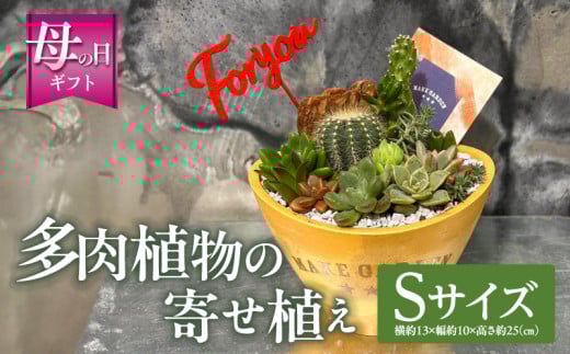 【数量・期間限定】【母の日】多肉植物の寄せ植え　Sサイズ_M238-008_01-MD