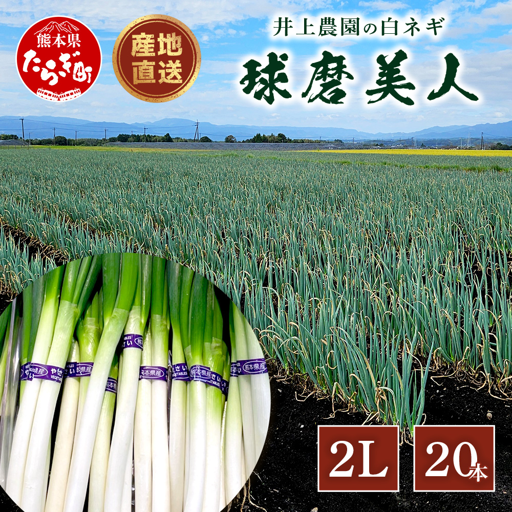 【先行予約】井上農園の白ネギ 「球磨美人」 2Lサイズ×20本 【2025年7月下旬より順次発送】 白ネギ 白葱 ネギ 長ネギ 長葱 ねぎ 鍋 薬味 冬野菜 国産 114-0501