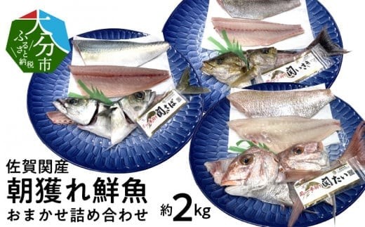 
佐賀関産　朝獲れ鮮魚　おまかせ詰め合わせ　約2kg 魚 鮮魚 朝獲れ おまかせ 詰め合わせ セット 新鮮 高鮮度 プロトン凍結 鮮度抜群 プリプリ 冷凍 大分県 佐賀関 個包装 E04025

