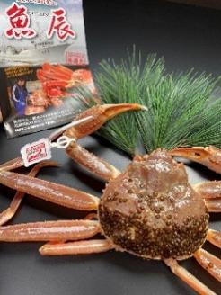 【22015】鳥取県網代産　松葉がに（足折れ１～２本）500g以上（生）