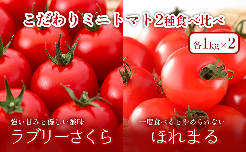 【2025年夏発送】ふらの ミニトマト 食べ比べ 各1kg×2種 計2kg（品種：ほれまる＆ラブリーさくら）北海道 富良野市 野菜 新鮮 直送 トマト 道産 ふらの 送料無料 数量限定 先着順