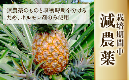2026年 先行予約 栽培期間中 減農薬 ミニピーチパイン 3kg (7～8玉) 