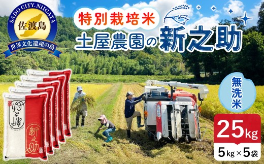 佐渡島産 新之助 無洗米25kg（5kg×5袋）令和7年産 特別栽培米 単一原料米 土屋農園 | 新潟県産新之助 新潟産新之助 佐渡産新之助 しんのすけ 新之助 お米 米 無洗米 むせんまい 精米 おこめ コメ 25キロ 大容量 大粒 にいがた さど 新潟県 佐渡市