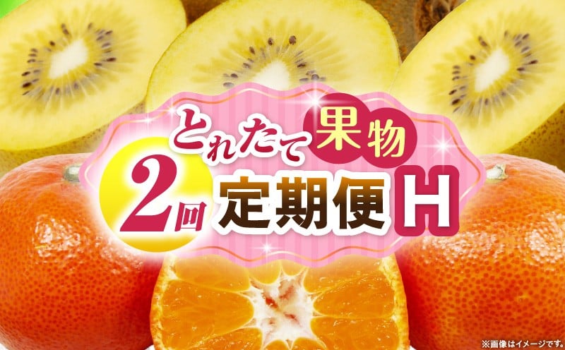 
            とれたて果物 2回定期便H 果物 フルーツ 果物定期便 フルーツ定期便 定期便 キウイみかん 濃厚 旬の果物 定期 人気 おすすめ 贈答 贈り物 青果物 糖度 香川県 _mk165-t058
          