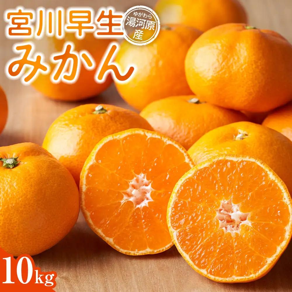 宮川早生みかん 10kg