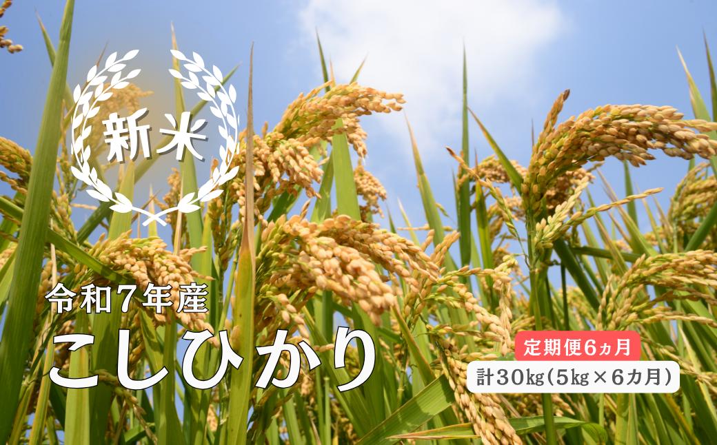 
            150260【令和7年産／お米定期便／6ヵ月】しまね川本 こしひかり 5kg (計30kg）
          