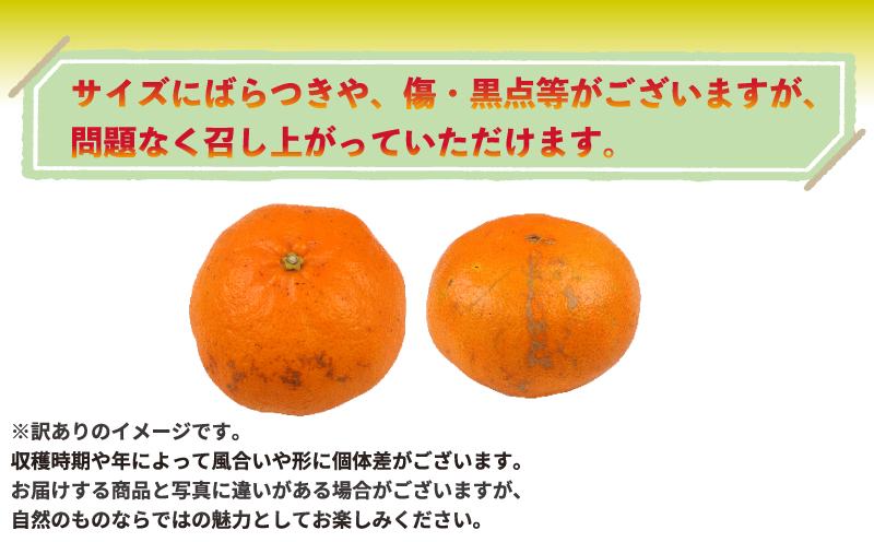 愛媛みかん 訳あり 南柑20号 10kg 誉農園 愛媛ミカン 愛媛蜜柑 みかん 蜜柑 mikan 果物 くだもの フルーツ 柑橘 みかん 蜜柑 数量限定 農家直送 産地直送 国産 愛媛 宇和島 B01