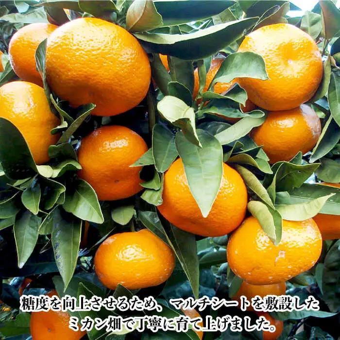 【数量限定】高糖度系 温州みかん(青島) 約10kg[OAF006] ミカン