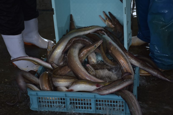 刺身 冷凍 鱧 鯛 イカ うお!づくし三種 伊予市 愛媛県産 国産 下灘 |B103