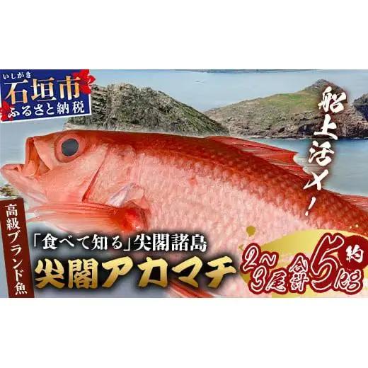 【予約受付】高級ブランド魚 尖閣赤マチ 2～3尾 合計約5kg  GK-1