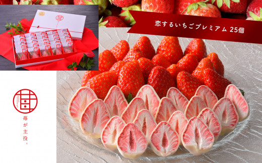 苺が主役 恋する いちご プレミアム 25個 | いちご チョコ チョコレート 恋するいちご プレミアム 25個 送料無料 | とちおとめ 苺 イチゴ ストロベリー スイーツ お菓子 個包装 かわいい お取り寄せ お返し ギフト プレゼント 贈り物 栃木県 真岡市