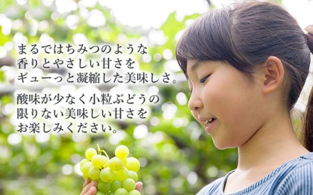 【令和6年産先行予約】ハニーシードレス 約2kg（6～7房） 種なしぶどう　カラフルぶどう園