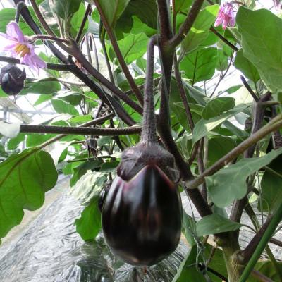 ふるさと納税 高石市 【おかげ屋の水なす漬】旬の野菜にこだわる八百屋が特製のぬかで作ったお漬物　6個入 |  | 02