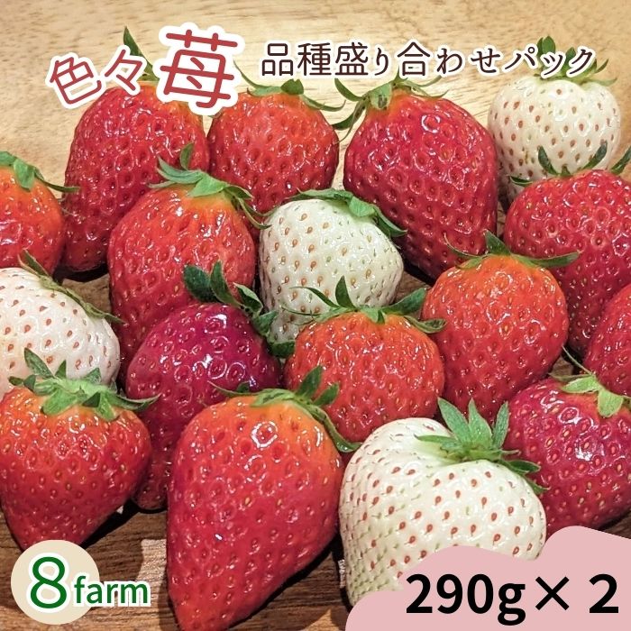 【ふるさと納税】「色々苺」品種盛り合わせパック 品種がわかるメモ付き【2パック 4～6品種 苺 安来】