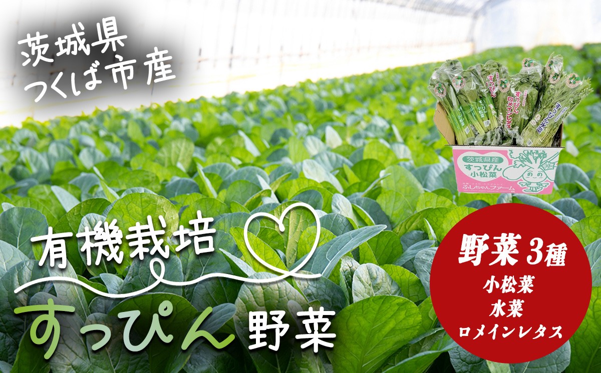
                  すっぴん有機やさいセット （ 小松菜 ・ 水菜 ・ ロメインレタス ） │ 小松菜 ロメインレタス 水菜 野菜 有機栽培 無農薬 オーガニック 茨城県 つくば市
                