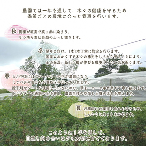 【先行予約】＜すだ農園＞栽培期間中農薬不使用 朝摘み ブルーベリー 生果実 600g ≪果実 新鮮フルーツ≫ ※北海道・沖縄・離島への発送不可 ※2024年7月上旬～8月中旬頃に順次発送予定